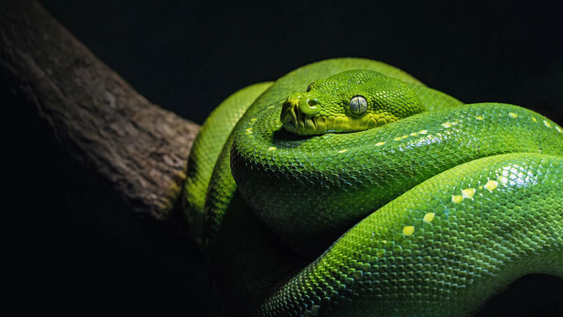 A green tree python