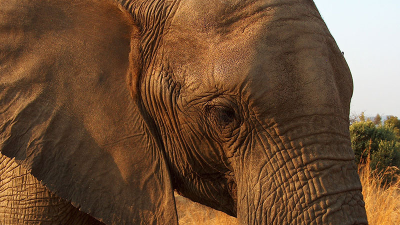 African Elephant