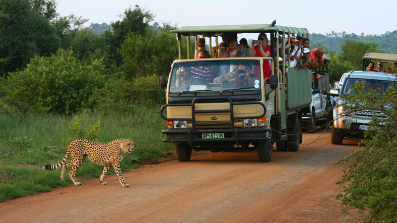 Game Drive in Pilanesberg with Mankwe Gametrackers
