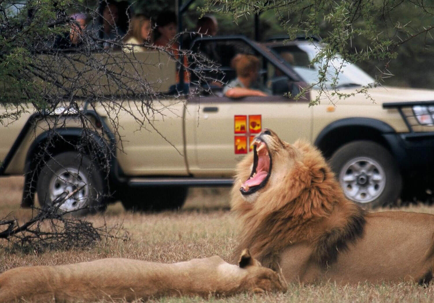 Pilanesberg National Game Park Lion Roar